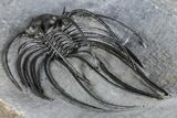 Rare, Spiny Heliopeltis Trilobite - Large Example #382822-5